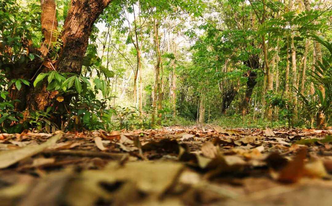 保护区,这个冬天和超人学苑的老师在勐远仙境雨林 探洞,攀树;在望天树