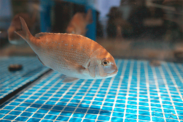 帝王蟹 智利 三文鱼来到无锡 并请来上海人均500的高级日餐厅主厨坐镇