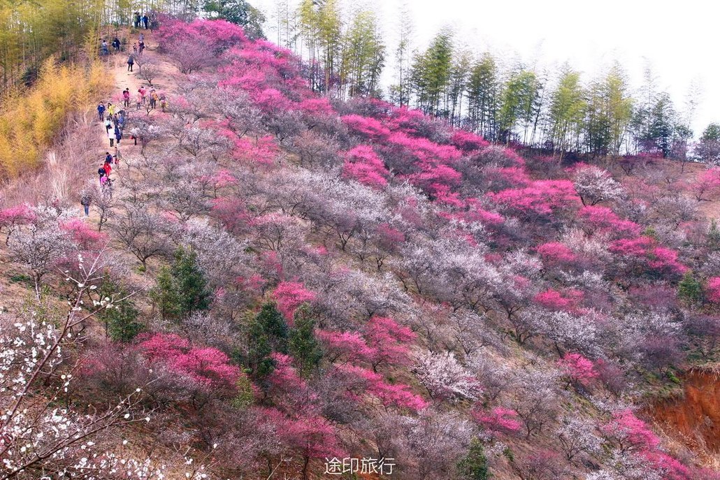 安吉杭垓鎮梅花溝,緣於央視一個美麗的錯誤.