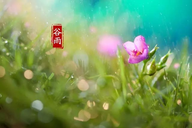 鸟哥笔记,营销推广,广告文案风暴,谷雨,热点,文案