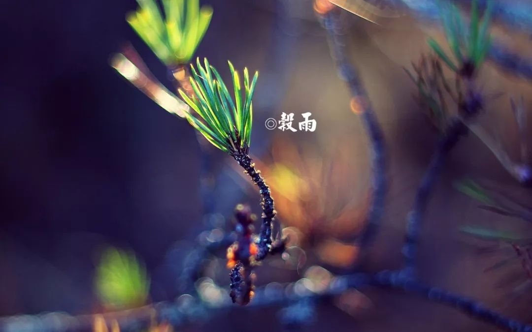 鸟哥笔记,营销推广,广告文案风暴,谷雨,热点,文案
