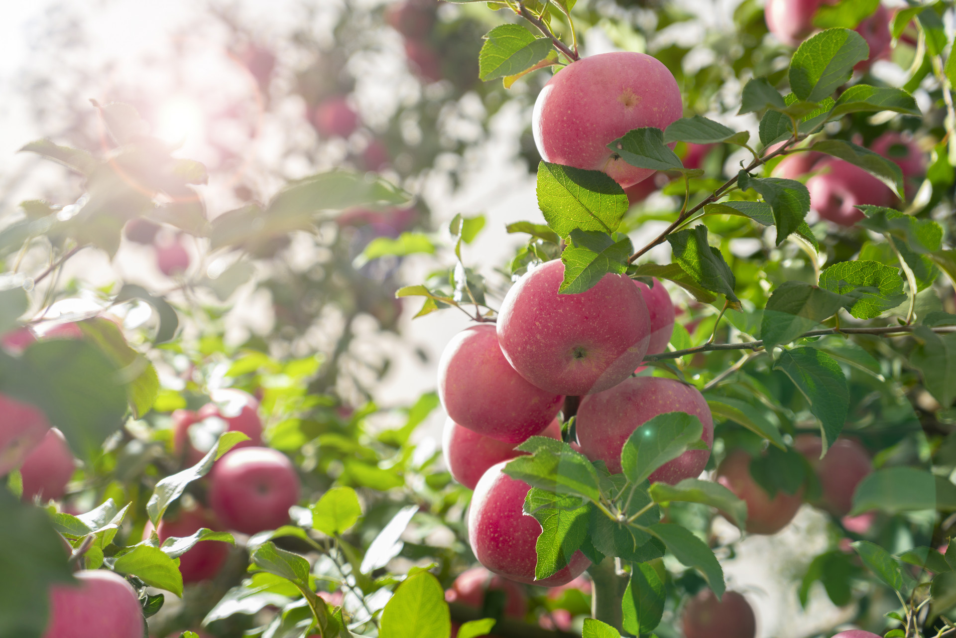百果园是如何通过私域运营成为水果行业No.1的？
