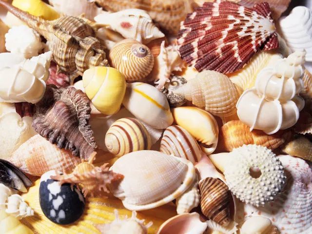 贝壳的主要成分为95%的碳酸钙和少量的壳质素.